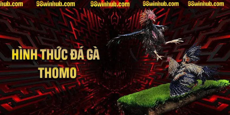 Hình thức đá gà Thomo hấp dẫn cùng những thông tin quan trọng