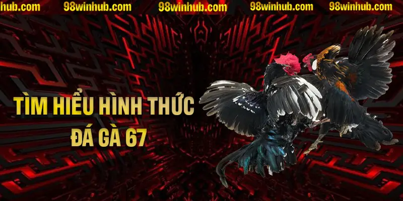 Tìm hiểu các hình thức hấp dẫn tại đá gà 67