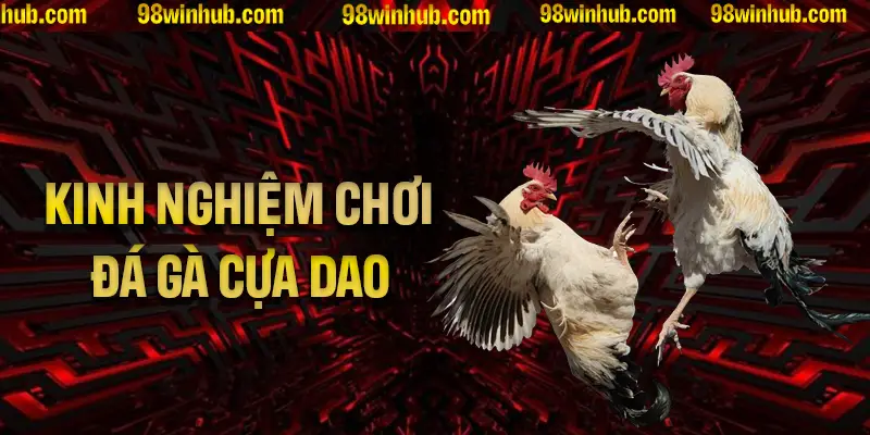 Các kinh nghiệm chơi đá gà cựa dao cơ bản mọi người cần nhớ